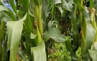 BQ1801玉米品种简介，注意苗期防治地老虎