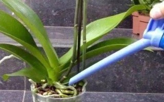 蝴蝶兰叶子变薄的原因，可能是水分太多或光照不足所致