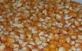 玉米种子的胚包括哪几个部分，由胚根、胚芽、胚轴、子叶组成