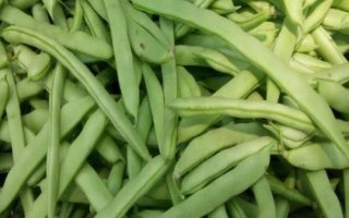四季豆的种植时间,可春播和秋播