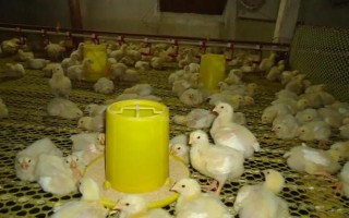 小鸡的养殖技术，把鸡舍的温度稳定在18℃-24℃之间