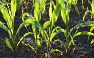 匠育168玉米种简介,适宜播期4月下旬至5月上旬