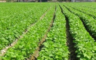 毛豆的生长期,从种植到采收大约需要90天