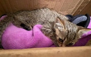 猫瘟初期的症状,病猫有精神萎靡、食欲不佳等表现