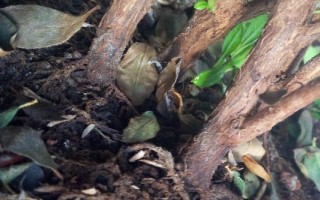 杜鹃如何浇水，一定要掌握见干见湿的原则