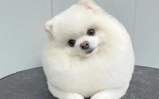 博美犬的智商排多少名，排第23名