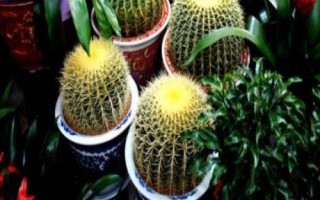 怎么养金虎仙人球,生长季节放在向阳处即可