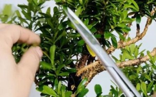 小叶黄杨的养殖方法,生长季节每隔20天左右追施一次液肥