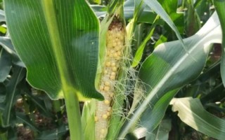 龙垦25玉米种子特征特性,适宜播种期4月下旬至5月上旬