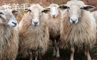 羊毛的种类，不同种类用途不同