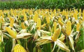 林新3号玉米种子简介,防治病虫鼠害