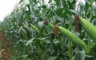 玉米的生长周期，与气候、品种都有一定联系