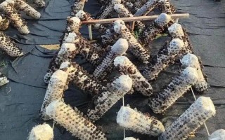 如何预防香菇畸形，需因地制宜选用合适的品种