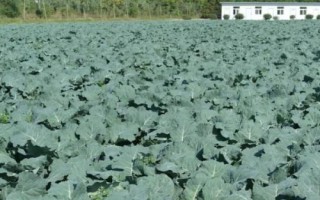 西兰花怎么防病虫害，秋季虫多需及时用药