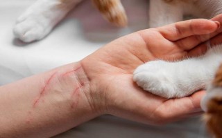 怎么防止被猫抓伤,发情期尽可能减少与猫咪的接触