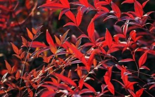 南天竹是什么植物，是常绿小灌木