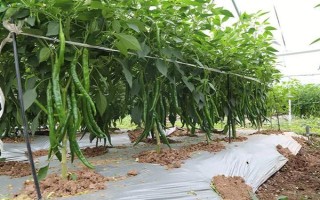 杭椒与线椒有什么区别,外观、口感、食用方法均不同