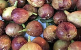 无花果会不会开花，会开出较小难以发现的花朵