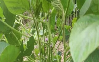 菏豆28号大豆种子介绍