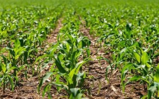 汉玉9号玉米品种简介，中抗丝黑穗病