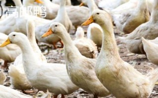鸭有哪些品种，包括高邮鸭、北京鸭、绍兴鸭等种类