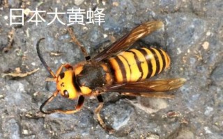 最厉害的10种蜂排行，杀人蜂排名第一