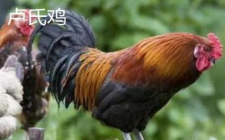 河南三门峡市的特产,三门峡核桃名气大