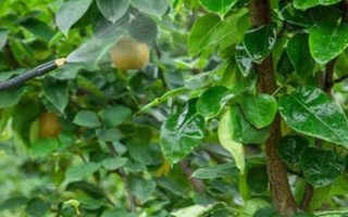 矿物油农药的使用方法，针对不同作物的使用方法不同