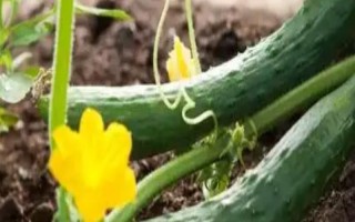 黄瓜如何正确施用肥料，应及时分期追肥