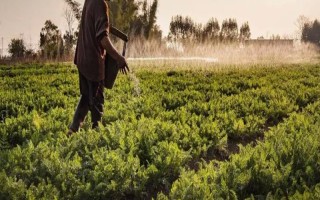 过量使用钾肥的坏处，容易污染环境、降低产量