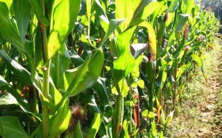 中邦A33玉米种子特征特性,选择中等以上肥力地块