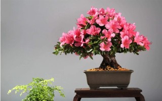 花中西施是什么花，是指的杜鹃花