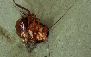 杀虫剂能不能杀死蟑螂,能杀死蟑螂