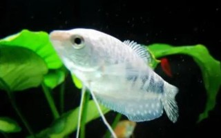 曼龙鱼能和什么混养，能和月光鱼、红箭鱼等混养