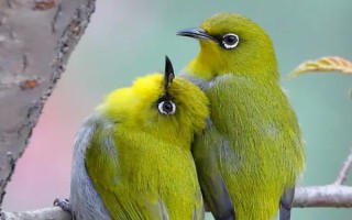 绣眼能每天吃苹果吗，没有必要每天都喂