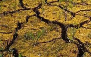 引起土壤板结的原因，主要有以下7点