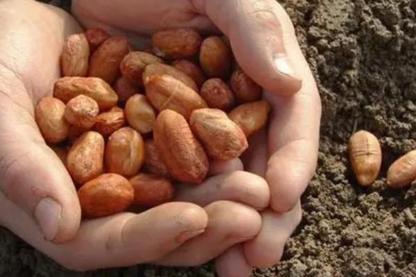 提高花生产量的方法，需轮作换茬、巧施肥料等