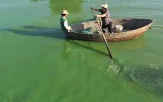 为什么鱼塘会爆发蓝藻，可能是PH值和温度不适合等