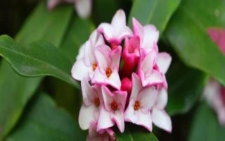 瑞香花如何养殖以及要注意什么,春季现蕾前可接受全日照
