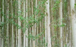 柏杨树是什么植物,是落叶乔木