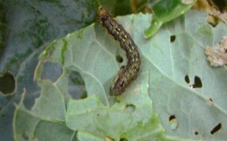 有哪些常见害虫,包括棉铃虫、豆荚螟、蛴螬等种类