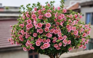 家里可以养木槿花吗，家里不适合养木槿花