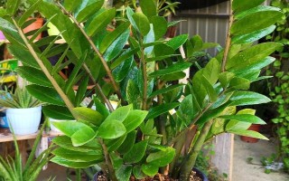 金钱树有什么寓意，寓意招财进宝、财源滚滚等