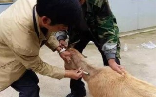 冬季养羊有哪些注意事项，要注意防寒保暖