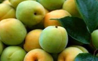 红金榛杏简介，具有长势健壮，早产丰产等特点