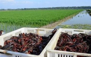 小龙虾养殖基地在哪里，有江苏盱眙、湖北潜江等地