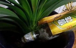 为什么要对君子兰浇啤酒，能起到加快新陈代谢、补充养分等作用