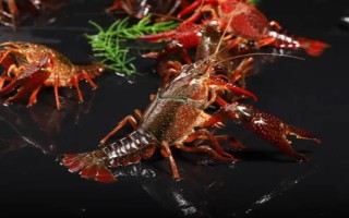 小龙虾可以卖到哪里去，小规模养殖可在菜市场销售