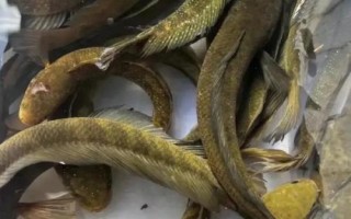 七星鱼的寿命，一般可存活10-15年