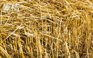 养肉牛喂养什么粗料，干草、玉米秸秆和谷草都可以